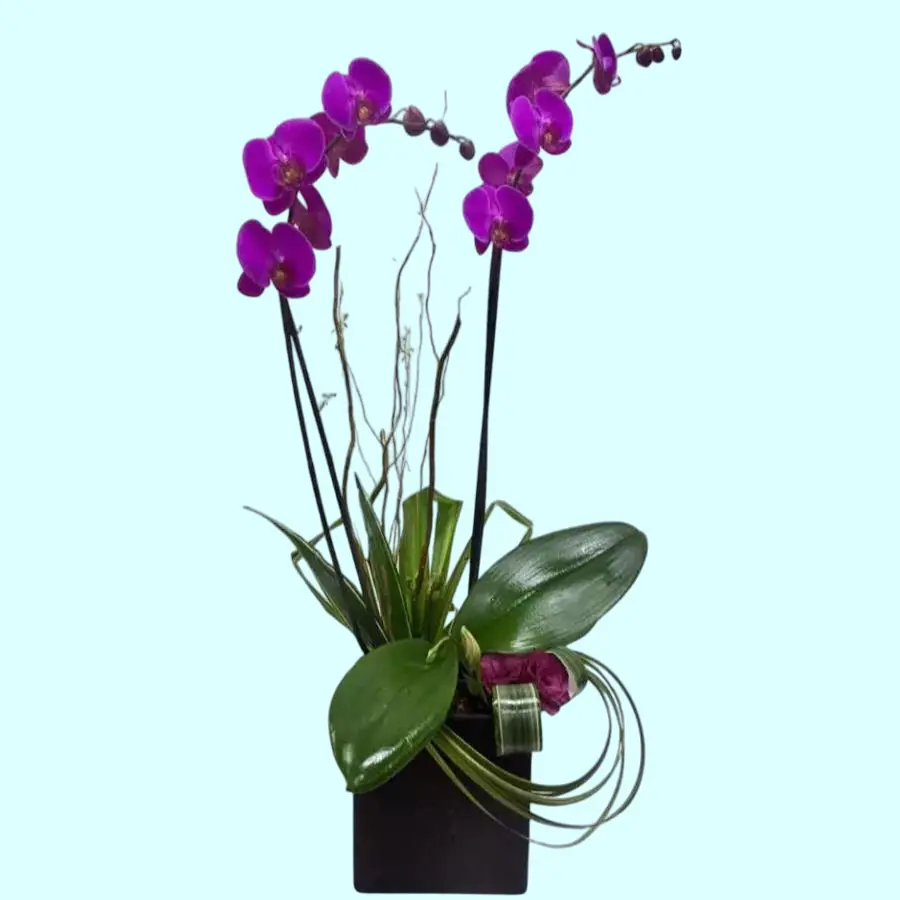 Brillo Infinito orquídea Phalaenopsis de dos varas en maceta de cerámica