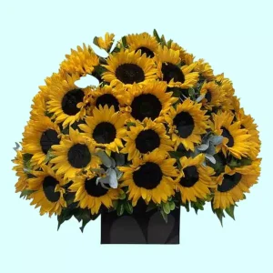 Mega Girasoles arreglo de 48 girasoles en caja color chocolate
