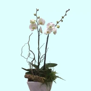 Orquídea Phalaenopsis blanca doble en base de cerámica