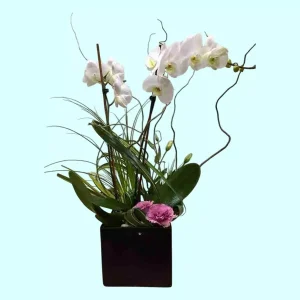 Orquídea Phalaenopsis blanca doble en base de cerámica