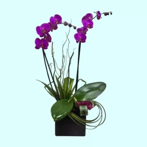 Orquídea Phalaenopsis fucsia doble en base de cerámica