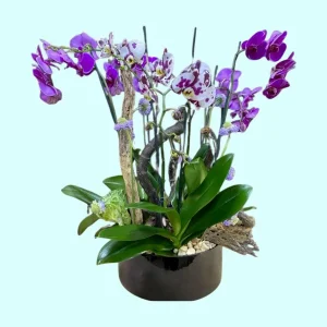 Orquídea Phalaenopsis Especial en base de cerámica